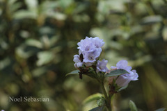 Phlebophyllum kunthianum